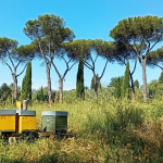 Apiario Aristoapi tra i pini del Parco di Veio durante la raccolta del miele di melata