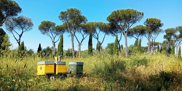 Apiario Aristoapi tra i pini del Parco di Veio durante la raccolta del miele di melata