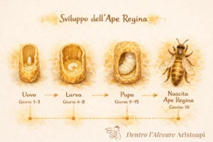Infografica: sviluppo dell'ape regina, nelle celle reali delle api, da uovo ad adulto in 16 giorni